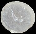 Unidentified Fossil Shrimp (Pos/Neg) - Mazon Creek #70630-2